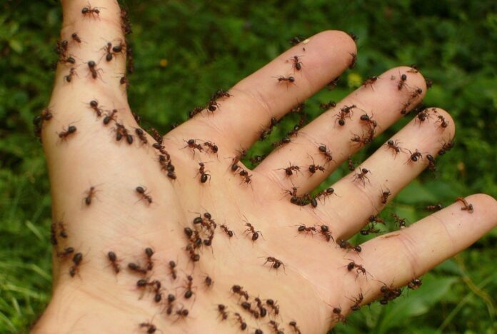 9 dicas naturais para afastar as formigas
