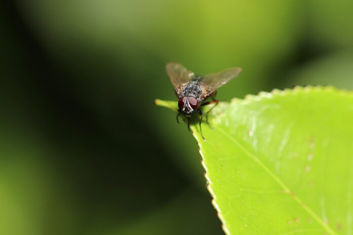 7 dicas naturais para manter o ambiente livre de moscas