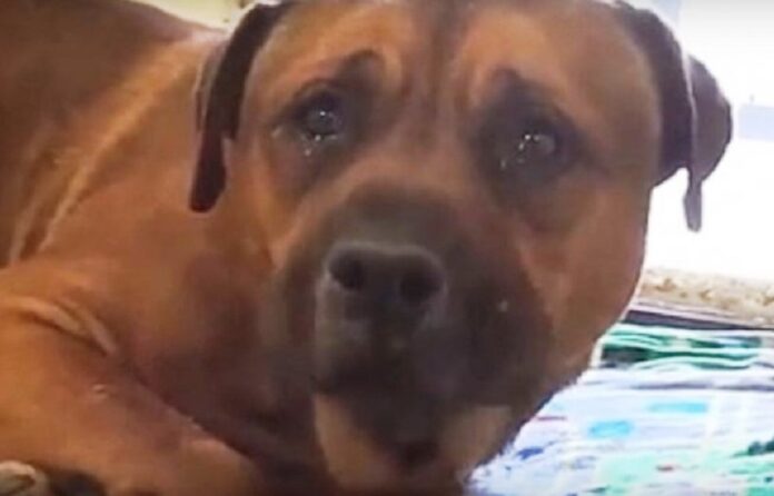 Cachorro chora após ser abandonado pela família, um vídeo emocionante