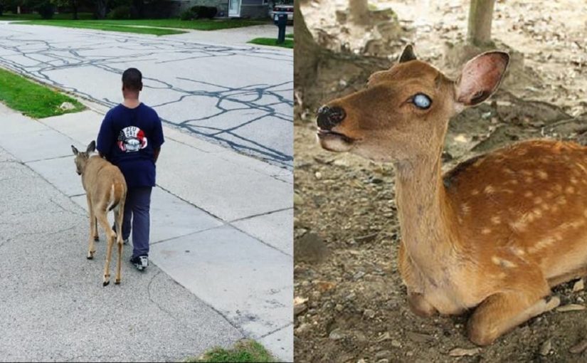 Antes de ir para a escola menino de 10 anos ajuda Cervo cego a procurar comida