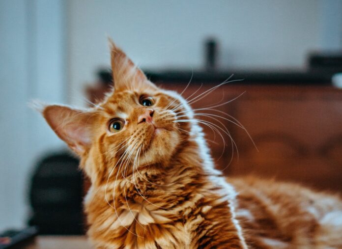 6 sinais que o gato dá quando sente a falta do seu dono
