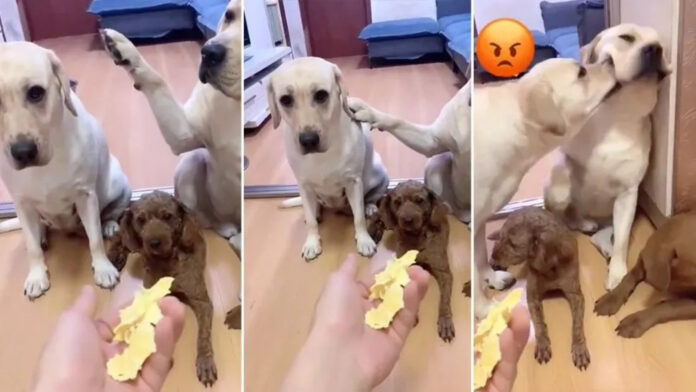 Cachorro fofoqueiro trai o amigo e a reação viralizou