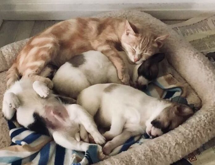 Gatinha que perdeu seus filhos adota 3 cachorrinhos, agora são uma família