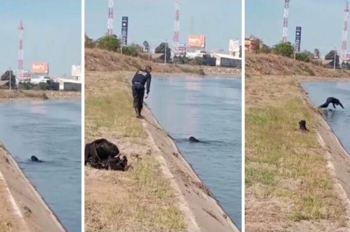 Polícia pula em canal para salvar cão de afogamento, um verdadeiro herói