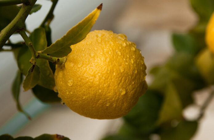 Use limão na sua casa para eliminar as energias negativas