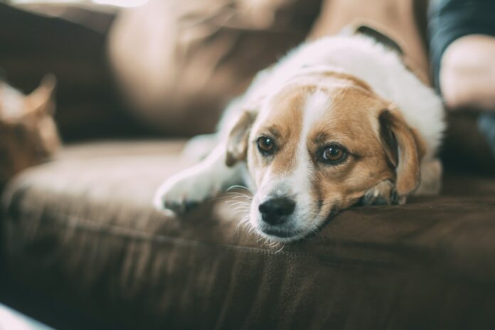 6 sinais que o cão dá quando está triste