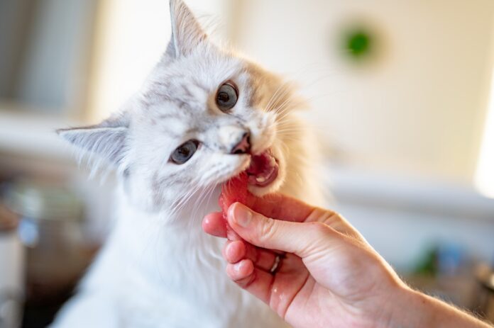 7 coisas que seu gato não deve comer