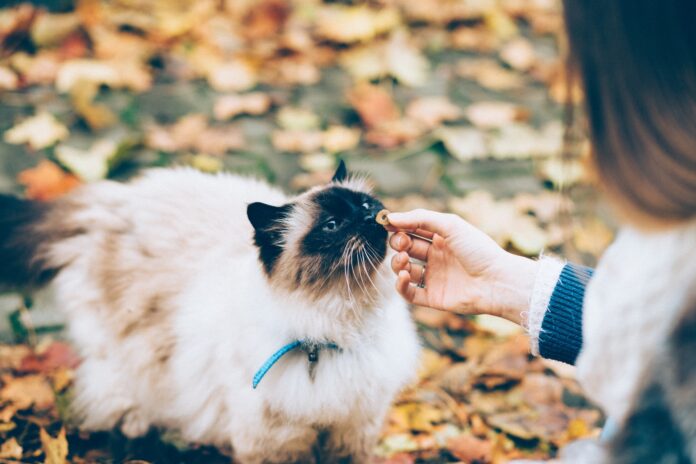 7 sinais que o gato dá quando você é a pessoa favorita dele
