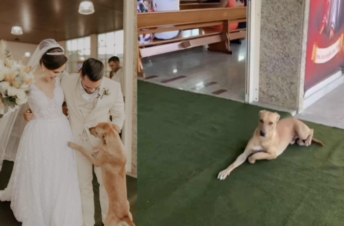 Cão de rua invade casamento e acaba indo para casa com o casal