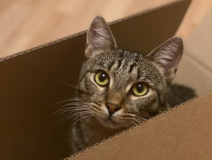Os gatos adoram caixas por estes 7 motivos