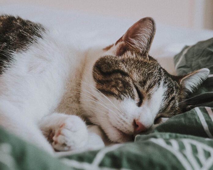 Os gatos gostam de dormir com o seu dono por estes 5 motivos