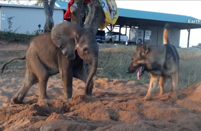 Elefante doente e rejeitado se torna o novo melhor amigo de um cão