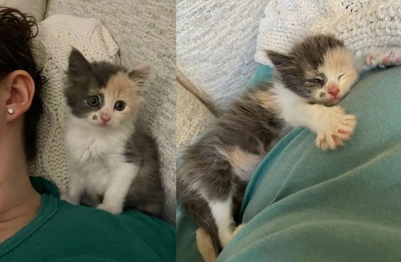 Gatinha agarra as pessoas que mais gosta para não ficar novamente sozinha Gatinha agarra as pessoas que mais gosta para não ficar novamente sozinha