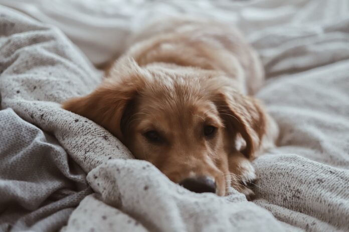Se você dorme com o seu cão talvez devesse pensar melhor