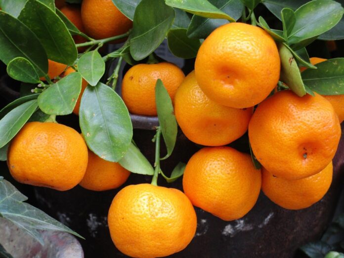 Aprenda a cultivar tangerinas em vasos ou solo, é bem simples