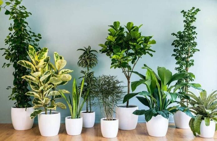 15 plantas de proteção espiritual, bom para ter em casa ou no trabalho