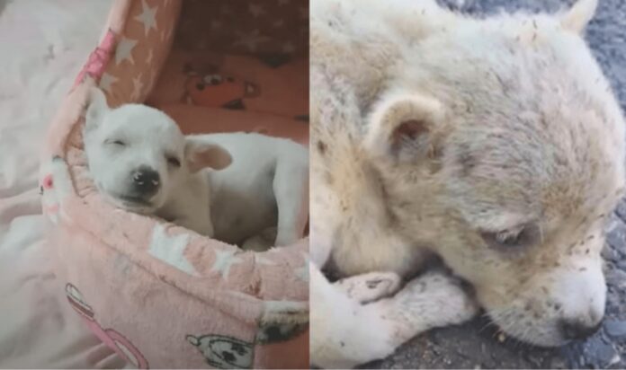 Cão bebê encontrado cheio de pulgas tem agora uma vida nova, transformação incrível