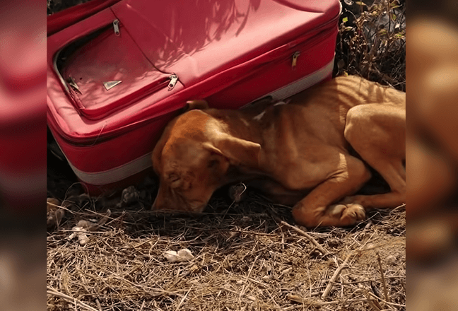 Cão é abandonado dentro de uma mala, ele não parou de lutar e no final tudo muda