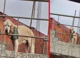 Cão preso em casa passa dias sem comer, estava muito magro até que foi salvo e o inesperado acontece Cão preso em casa passa dias sem comer, estava muito magro até que foi salvo e o inesperado acontece