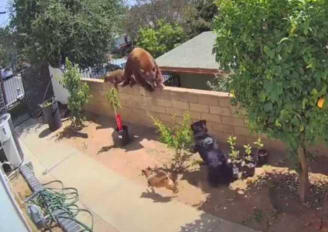 Mulher enfrenta urso para salvar seus cães, que coragem