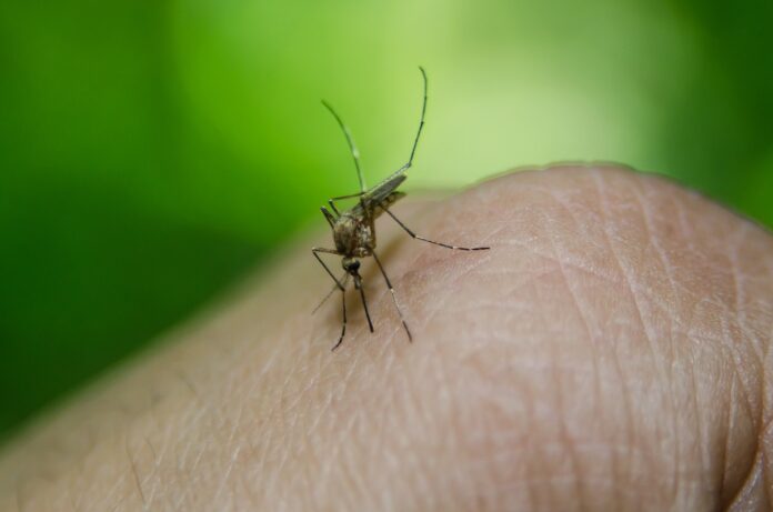 Algumas pessoas atraem mais mosquitos por estes 3 motivos