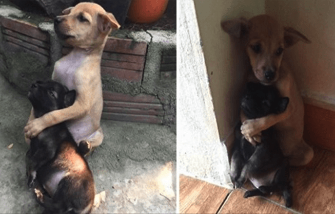 Cachorros de rua foram resgatados e recusam-se a deixar de se abraçar