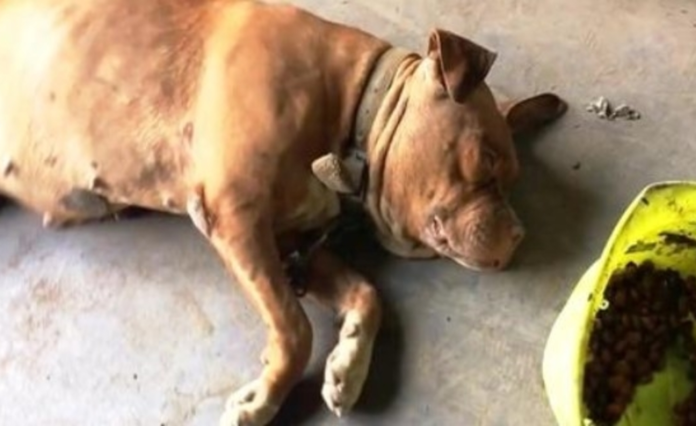 Cadela acorrentada por 8 anos é salva, ninguém imaginava o problema dela