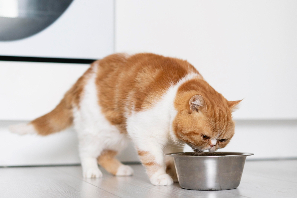 7 alimentos perigosos para gatos