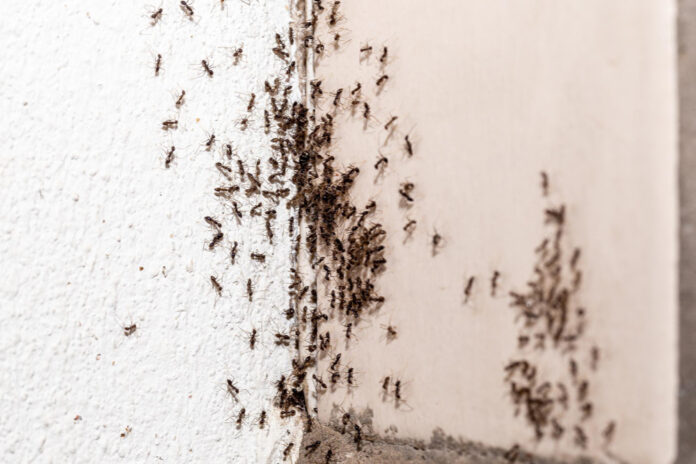 3 formas naturais para acabar com formigas