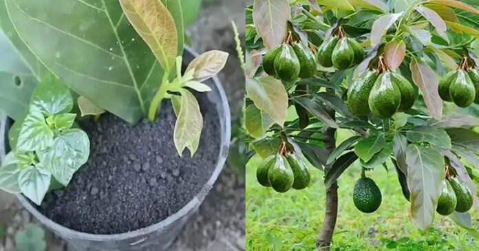 Aprenda a plantar abacate a partir de folhas, siga os passos