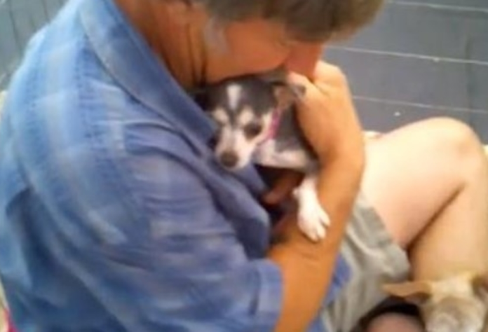 Cão nunca sentiu o toque de humanos, então um voluntário entra no canil e a reação foi inesperada